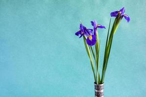 frische Irisblumen auf kaltem grünem Hintergrund foto