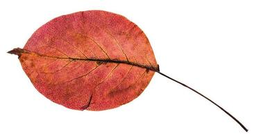 Rückseite des roten Herbstblattes des Birnenbaums foto