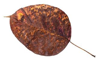 Altes Herbstscheckenblatt des Birnbaums isoliert foto