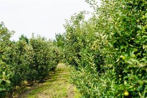 apfelbaum im alten land neben hamburg foto