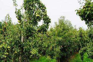 birnenplantage im alten land bei hamburg foto