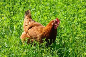 Hühner in Halbfreiheit, die vom Boden fressen foto