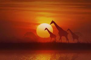 Silhouette Tier, Giraffe und Gras und Baum bei Sonnenuntergang foto