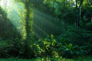 Regenwald und Sonnenstrahlen am Morgen foto
