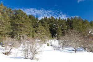 Wald und Wolken aus Abant, Bolu, Türkei foto