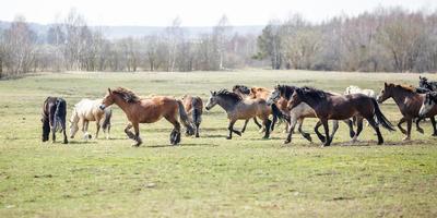 riesige Herde von Pferden auf dem Feld. Weißrussische Zugpferderasse. Symbol für Freiheit und Unabhängigkeit foto