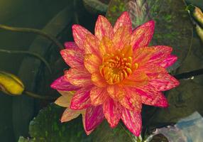 Lotusblumen blühen in den Sümpfen foto