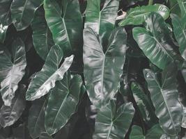 Philodendron Burle Marx grüne Blätter. foto