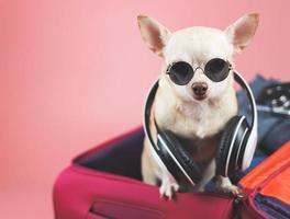 brauner Kurzhaar-Chihuahua-Hund mit Sonnenbrille und Kopfhörern um den Hals, stehend in rosa Koffer mit Reisezubehör, isoliert auf rosa Hintergrund. foto