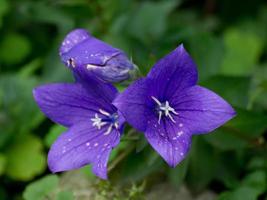 Sommerblumen im Garten foto