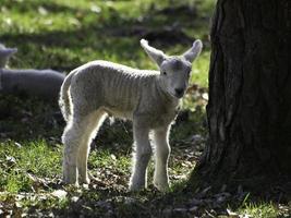 Schafe auf einem Feld in Westfalen foto