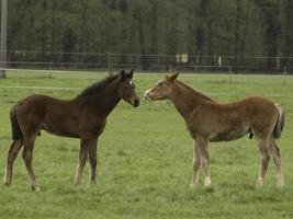 Pferde in westfalen foto