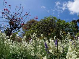 Funchal und die Insel Madeira foto