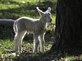 Schafe auf einem Feld in Westfalen foto