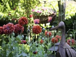 Sommerzeit im Garten foto