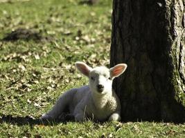 Schafe auf einem Feld in Westfalen foto