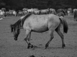 Wildpferde in Deutschland foto