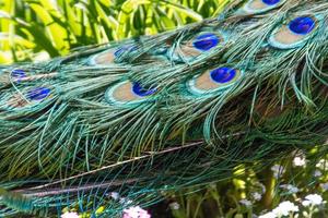 schöner Pfauenvogel foto