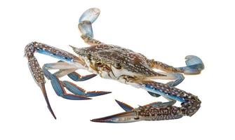 rohe blaue Krabbe auf weißem Hintergrund foto