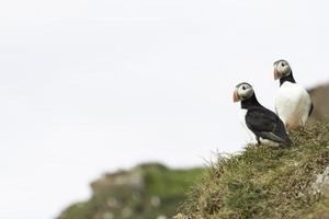 Ein paar schöne Papageientaucher, die zusammen auf einer grasbewachsenen Klippe stehen foto