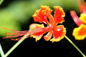 caesalpinia pulcherrima-Blume. foto