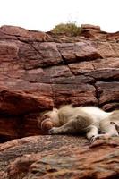 Haubenmakaken, der auf dem Felsen in Badami Fort schläft. foto
