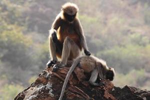 grauer langurenaffe mit einem baby. foto