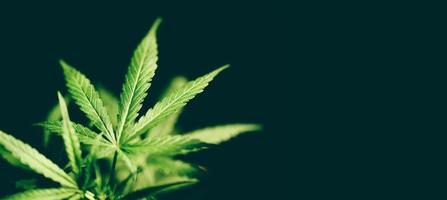 Marihuana-Blatt-Cannabis-Pflanzenbaum, der auf dunkel wächst - Hanfblätter für den Extrakt der medizinischen Versorgung natürlich für Banner und Hintergrund foto