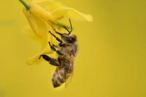 Nahaufnahme einer Honigbiene, die an einer gelben Rapsblüte hängt. der hintergrund ist gelb die farbe von raps. foto
