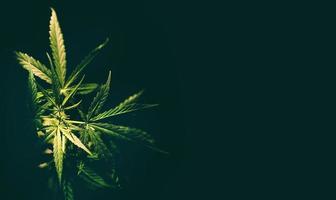 Marihuana-Blatt-Cannabis-Pflanzenbaum, der auf schwarzem Hintergrund wächst - Anbau von Hanfblättern für den Extrakt der medizinischen Versorgung natürlich foto