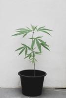 hanfblätter marihuanasamenbaum wächst für thc cbd kräuter lebensmittel und medizin, cannabispflanzenbaumpflanzung im topf, cannabisblatt in der gartenfarm foto