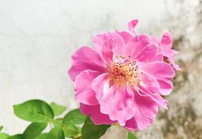 rosa Rosen im Garten gepflanzt foto