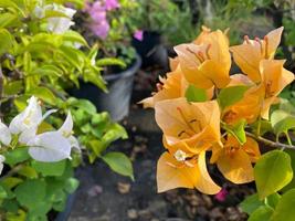 Blühender Bougainvillea-Blumenhintergrund. helle Bougainvillea-Blüten als floraler Hintergrund. foto