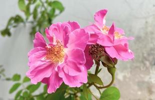 rosa Rosen im Garten gepflanzt