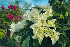 Blühender Bougainvillea-Blumenhintergrund. helle Bougainvillea-Blüten als floraler Hintergrund. foto