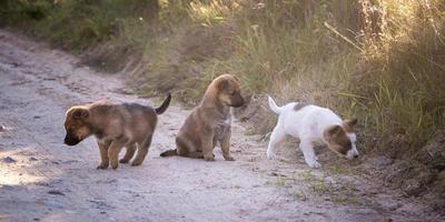 Drei obdachlose Hundewelpen spielen zusammen auf der Schotterstraße foto