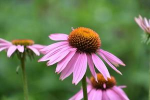 Kräutergarten mit blühendem Echinacea, der im Sommer blüht foto