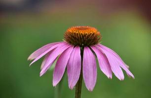 Erstaunliche rosafarbene Echinacea-Blumenblüte aus nächster Nähe foto