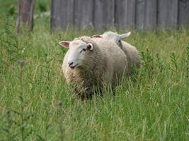 Schafe im deutschen Münsterland foto