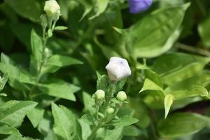 angehende Ballonblume, bevor sie in einem Garten blüht foto