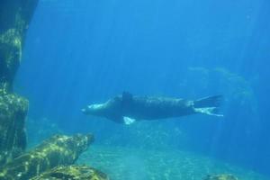 kalifornischer seelöwe, der unter wasser entlang schwimmt foto