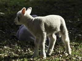 Schafe in Westfalen foto