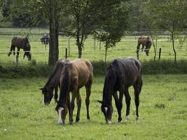 Pferde im deutschen Münsterland foto