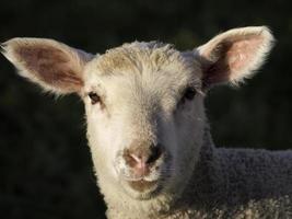 Schafe auf einer Wiese in Deutschland foto