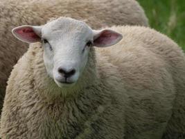 Schafe im deutschen Münsterland foto