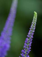 bunte Blumen im Garten foto