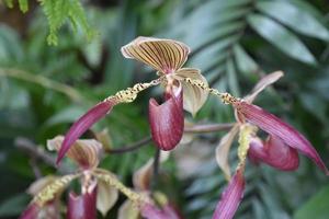 rote und weiße Orchidee blühen und blühen foto