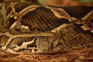 skalierte birmanische Pythonschlange mit gemusterter, aufgerollter Haut foto