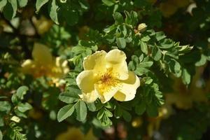 hübscher gelber Rosenstrauch, der in einem Garten blüht foto
