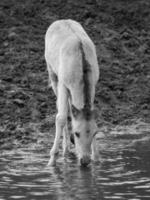 Wildpferde in Westfalen foto